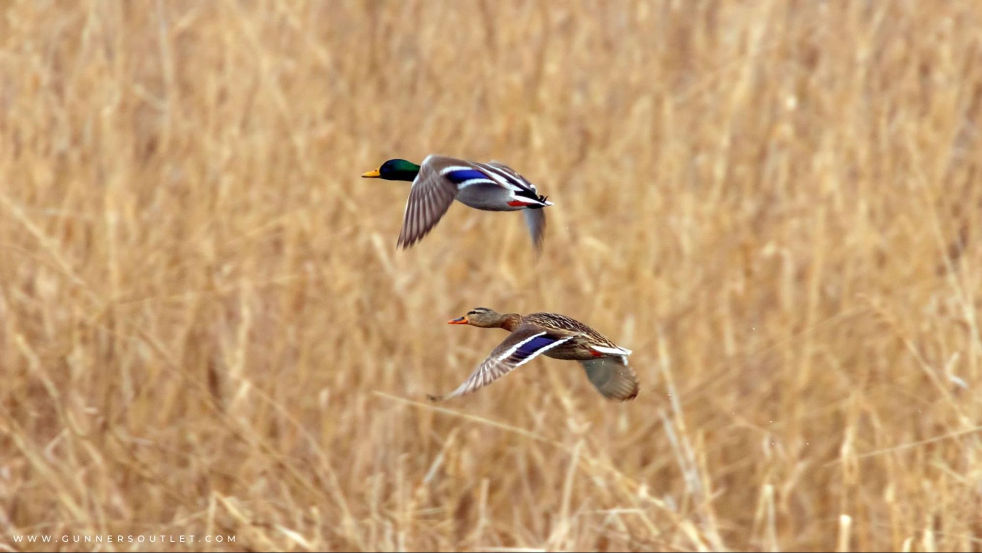 duck flying