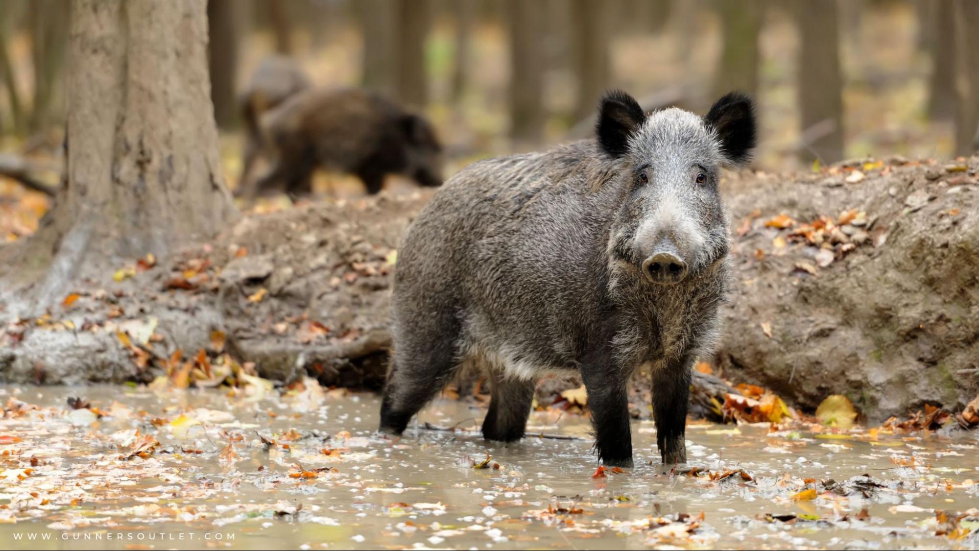 wild boar